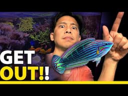 Why/How I'm catching my Melanurus Wrasse! (CAUGHT!)