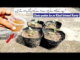 Grow Small Plants Faster | Chote podon ki growth Barhane Wali Khad | Grow  plants 1000 times faster.