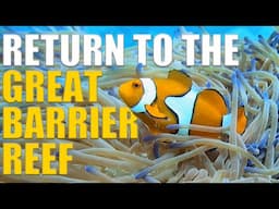 We RETURN To Scuba Dive The GREAT BARRIER REEF! 🇦🇺