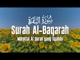 SURAH AL BAQARAH | Setan Kabur dari Rumah | Penenang Hati dan Pikiran | Ahmad Al Shalabi