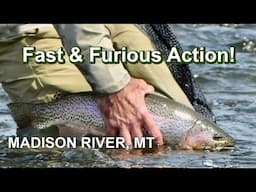 One Hour on the MADISON RIVER:  Fast and Furious Fly Fishing!