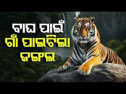 From Village to Jungle: Habitat for Majestic Tigers to Be Established