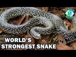 The Insane Biology of: The Kingsnake (ft. @LifesWildAdventures)