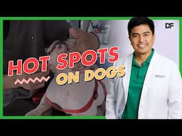 Hot Spots in Dogs, How To Manage Them