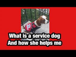 What is a Service Dog and how to register your dog to become one