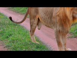 LOST A LEG! How Do Lion Survive With Three Legs? Extremely Difficult Life Of Lion When Leg Amputated