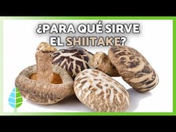 5 BENEFICIOS del Hongo SHIITAKE 🍄‍🟫✅ | Propiedades Medicinales, Para Qué Sirve y Contraindicaciones