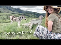 Visiting the Zebras! +Answering South Africa Questions