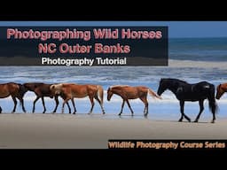 How To Photograph Wild Horses on NC Outer Banks