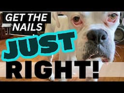 Avoid These Mistakes When Dremeling Dog's Nails (And What To Do Instead)