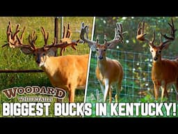 The Biggest Bucks in Kentucky! | Woodard Whitetails 2023