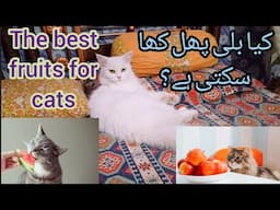 Do cats eat fruit ? Which fruits are Best for Cats | KITTYcat Vlogs