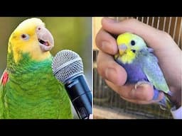 Smart And Funny Parrots Parrot Talking Videos Compilation (2024) - Cute Birds #62