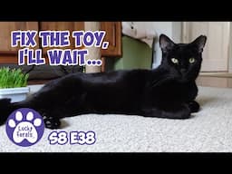 Relax With Playing Cats, Cat Food Haul For A Finicky Cat - Lucky Ferals S8 E38 - Cat Vlog 11 Cats