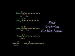 Beta Oxidation and Fatty Acid Metabolism (EVERYTHING YOU NEED TO KNOW FOR BIOCHEMISTRY MCAT)