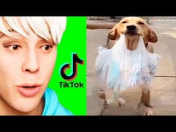 The Most Hilarious TikToks You Missed