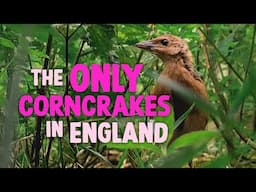 There's now corncrakes in England - here's how