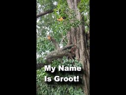 Giant Branch Collapse In Temple Thailand