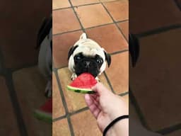 Potato eating watermelon #dog #pets #pug