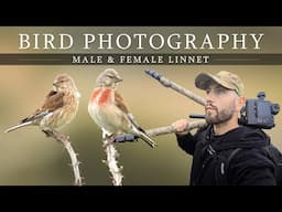 Bird Photography - Irish Wildlife (Male & Female Linnet)