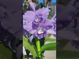 Rth. Volcano blue in her glory at Palmer orchids. www.palmerorchids.com @JustOneMoreOrchid