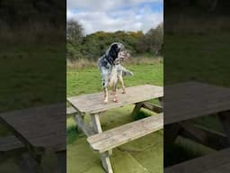 Buzzy the English Setter buzzing around