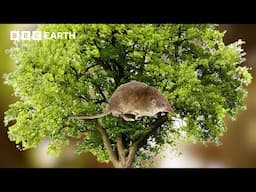 These Treeshrews Love to do Their Poos in Plants | Asia Fun Facts | BBC Earth Kids