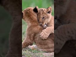 Filming 3 week old lion cubs 🥹🦁 #shorts #lion #babyanimals