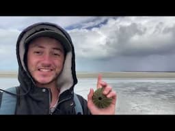 I FOUND GIANT RARE SEA URCHINS + BIG BAILOR SHELLS! Beach combing at low tide in Hervey Bay!