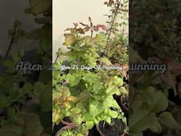 Transform Your Roses : Stunning Results After Pruning!