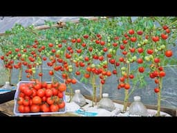 [Home Gardening] How to Grow Super Yielding Tomatoes for Beginners