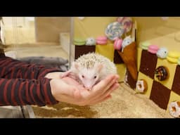 The Magical World of a Hedgehog Cafe