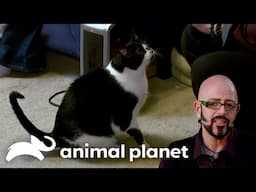 Skylar The Cat Acts Out Towards Her Owner | My Cat From Hell | Animal Planet