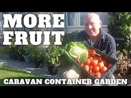 Still Getting Fruit [Caravan Container Gardening ]