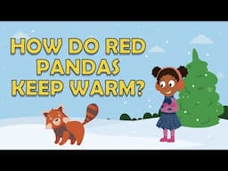 I WONDER HOW DO RED PANDAS KEEP WARM | Red Panda Facts for kids | Red Pandas for kids | Red Panda