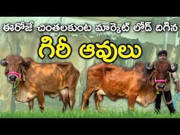 ఈరోజే చింతలకుంట మార్కెట్ లోడ్ దిగిన గిరీ ఆవులు | Quality Gir Cows in Chintalkunta Market