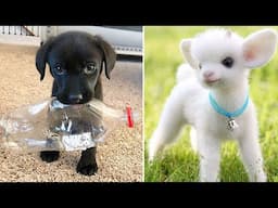 Funniest Animals 2024 😂 Best Funny Cats and Dogs 😻🐶 Part 48 | Cute Baby Dogs