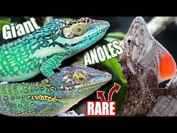 Rare Giant Anole Collection Tour! Care, Handling and more!