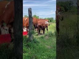 South poll bull calf up for grabs #southpoll #cattle #rotationalgrazing