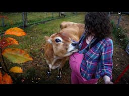 Come Milk a Cow With Me on a Stormy Fall Day - FARM ASMR