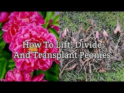 How To Lift. Divide And Transplant Peonies, How To Lift, Divide And Plant A Peony