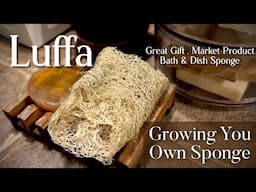 Luffa, Growing Your Own Sponges and Saving the Seeds