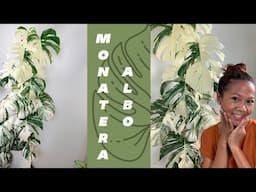 Monstera Albo 🌿 Update | A girl with a garden