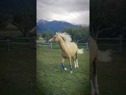 A Beautiful Moment. 😍🐴