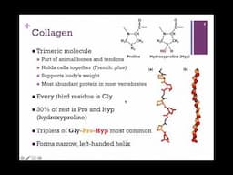 031-Intermediate Filaments