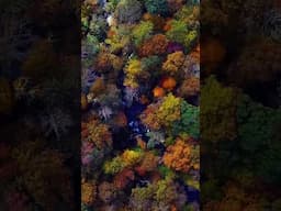 Stunning Drone Footage of Fall Foliage 🍁 | Mesmerizing Autumn Leaf Colors from Above!