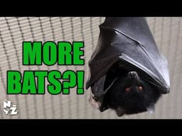 More Bats?!