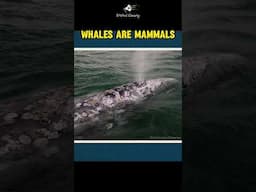 Whales Are Mammals!