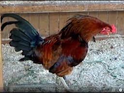 FARM ANIMALS on the FARM (Part 100) ROOSTERS & HENS / CHILDREN HEN COMPETITION / EDUCATIONAL KIDS