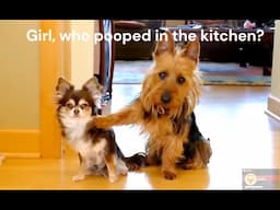 Girl , who pooped in the kitchen?  Funny Animal Compilation - Ep1